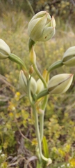 Thelymitra epipactoides