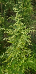 Chenopodium berlandieri