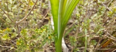 Thelymitra epipactoides