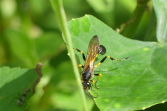 Sceliphron madraspatanum