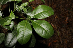 Melicope micrococca