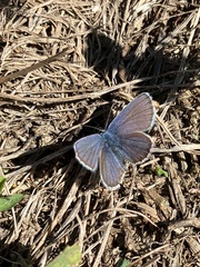 Plebejus idas