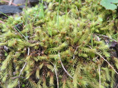 Ptychostomum capillare