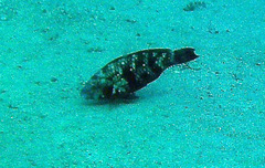 Scarus fuscopurpureus