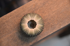 Heliocidaris crassispina