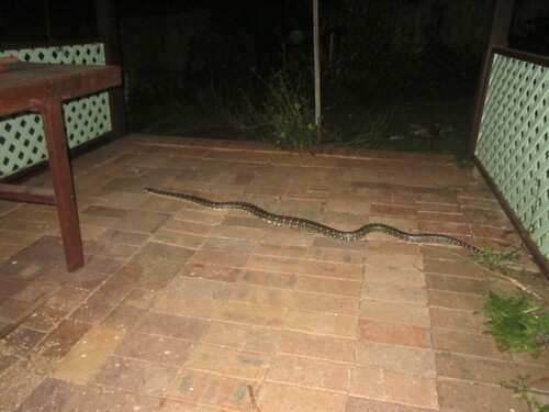 Coastal Carpet Python sighting