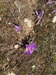 Colchicum montanum