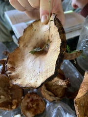 Stropharia rugosoannulata