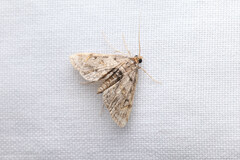 Parapoynx crisonalis