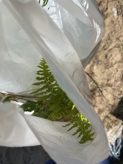 Thelypteris palustris