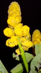 Senna alata