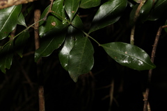 Toechima tenax