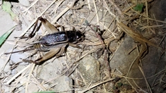Teleogryllus mitratus