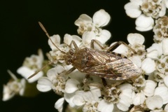Stictopleurus