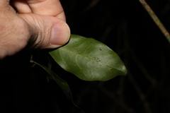Toechima tenax