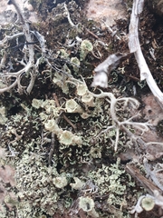 Cladonia carneola