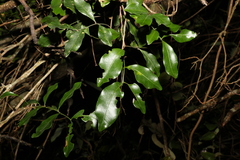 Toechima tenax