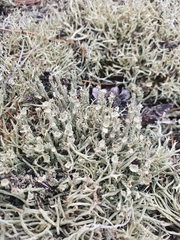 Cladonia carneola