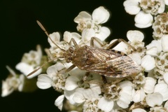 Stictopleurus