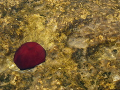 Actinia mediterranea