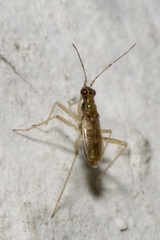 Dicyphus