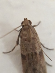 Cadra