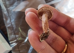 Lactarius quietus