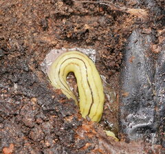 Fletchamia mediolineata