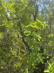 Xylocarpus moluccensis