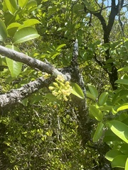 Xylocarpus moluccensis