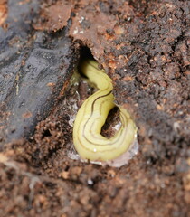 Fletchamia mediolineata