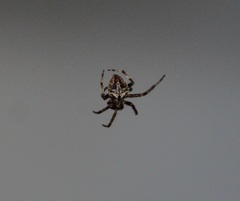 Araneinae