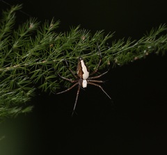 Oxyopes shweta