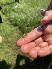 Tettigoniidae