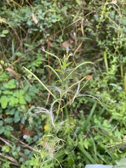 Epilobium