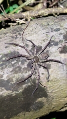 Heteropoda venatoria