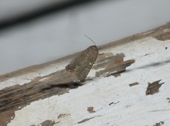 Lepidoptera
