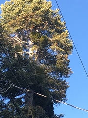 Phoradendron pauciflorum