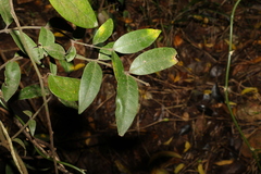 Melodinus acutiflorus