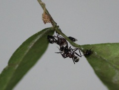 Camponotus rufoglaucus