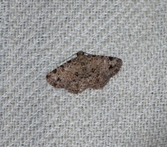 Erebidae