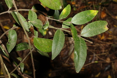 Melodinus acutiflorus