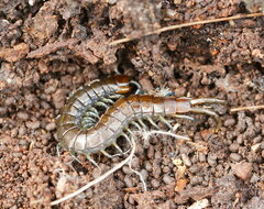 Cormocephalus esulcatus
