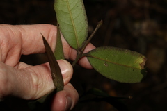 Melodinus acutiflorus