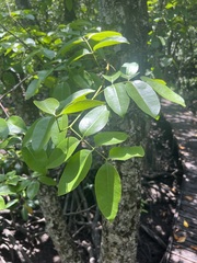 Xylocarpus moluccensis