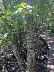 Xylocarpus moluccensis