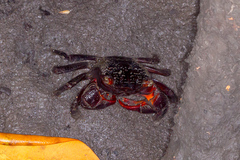 Brachyura