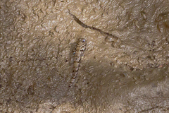 Periophthalmus argentilineatus