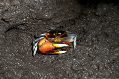 Tubuca coarctata