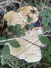 Cerioporus squamosus